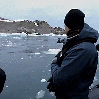 attack penguin GIF