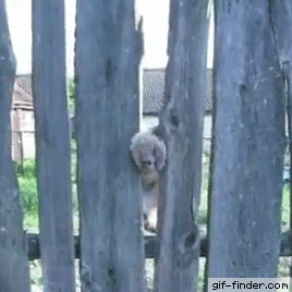 Cat Fence GIF - Find & Share on GIPHY