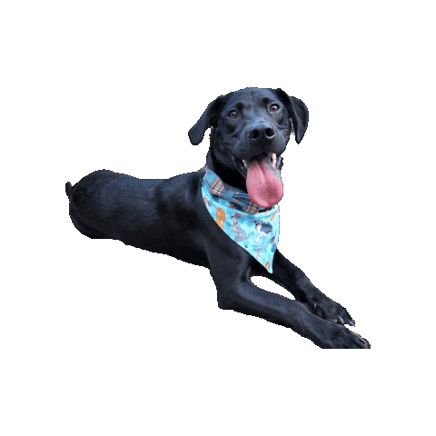 Black Dog Disney Sticker by Geekster Pets