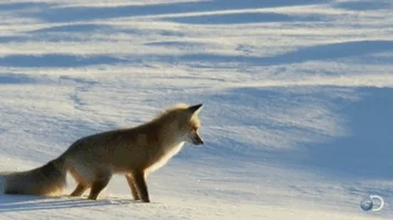 fox jumping GIF