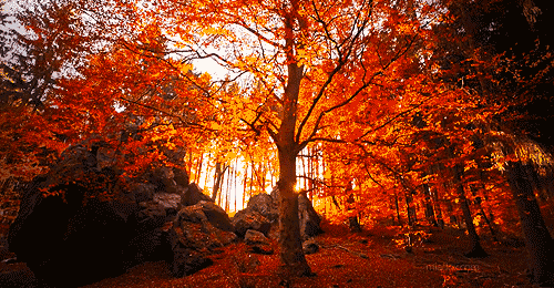 otoño en pareja