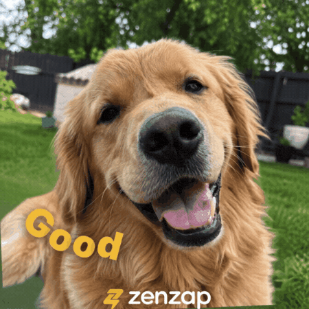 Cat Love GIF by zenzap