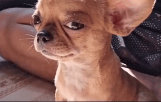 Annoyance Hartazgo GIF by DJ CHIMO BAYO