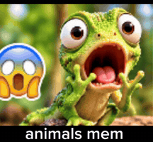 Fly Frog GIF