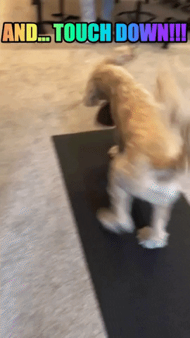 Super Bowl Football GIF by The Mission