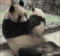 Panda Waving Gifs Get The Best Gif On Giphy