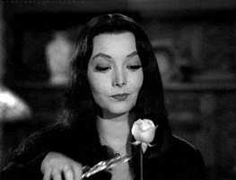 the addams family rose GIF
