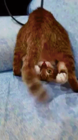 Gato GIF