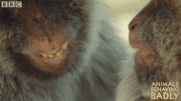 laugh smile GIF by BBC Earth