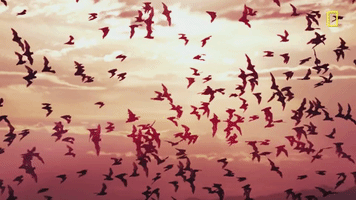 nat geo birds GIF by National Geographic Channel