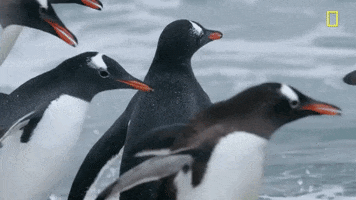 nat geo penguins GIF by National Geographic Channel