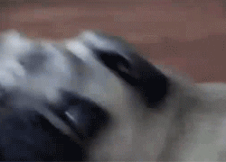 pug pup GIF by Rover.com