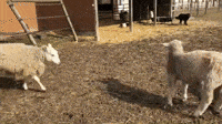 Step Up The Fight Gifs Get The Best Gif On Giphy