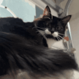 Somington cat meme what silly GIF