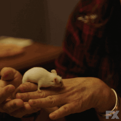 Mouse Friend GIFs - Get the best GIF on GIPHY