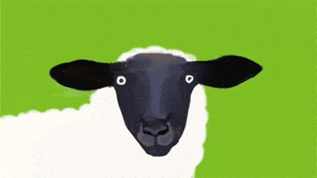sheep think GIF by Barbara Pozzi