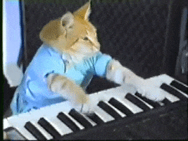 Keyboard Cat GIFs on Giphy