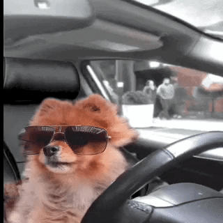 yogisinsta dog car driving woof GIF