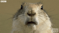Animals-behaving-badly GIFs - Get the best GIF on GIPHY