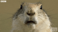 Animals-behaving-badly GIFs - Get the best GIF on GIPHY Animals-behaving-badly GIFs - Get the best GIF on GIPHY