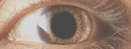 Video gif. Closeup of a hazel-colored eye with a dilating and retracting pupil.