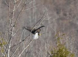 Eagle GIF
