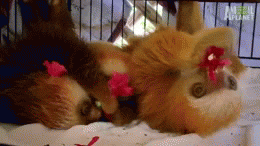 sloths eating hibiscus flowers
