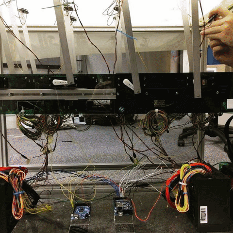 Euphonia18 GIF