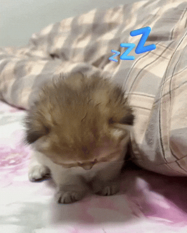 Tired Cat GIF