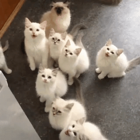 what makes one get multiple cats?