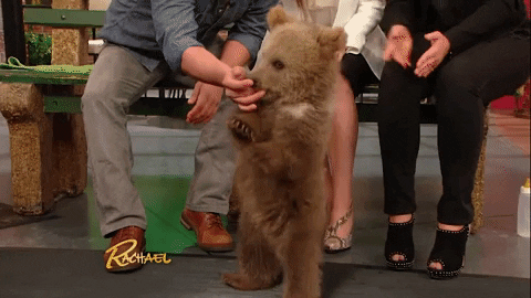 Baby Animals Love Gif By Rachael Ray Show Find Share On Giphy Baby Animals Love Gif By Rachael Ray Show Find Share On Giphy