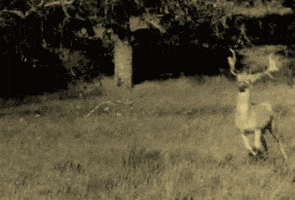 deer running GIF