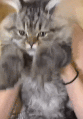 Cat Wishing GIF