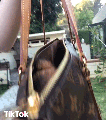 Dog Love GIF by TikTok - Find & Share on GIPHY