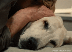 Marley And Me GIF by 20th Century Fox Home Entertainment - Find & Share on GIPHY