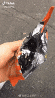 pigeons pigeon time GIF