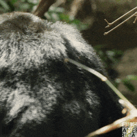 Angry Chimp GIF by BBC America