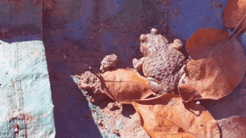 Toad In The Hole GIF by KreativCopy