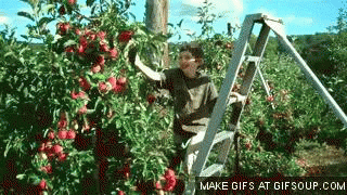apples