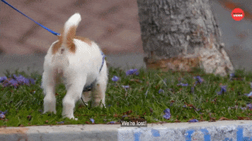 Puppy Cute Dogs GIF by BuzzFeed