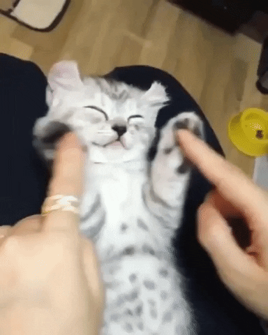 Sleeping Kitten GIF - Find & Share on GIPHY