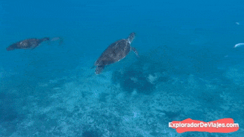 Turtle GIF