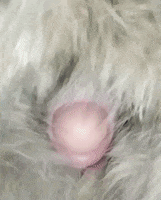 Chicken Egg GIF by merkinspurlock
