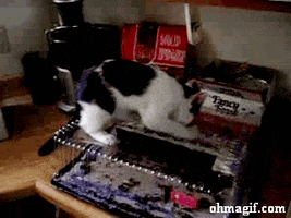 Infinite Cats GIFs - Find & Share on GIPHY