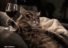 Stressed Funny Cat GIF