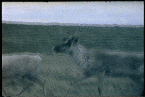 vintage caribou GIF by Canadian Museum of History
