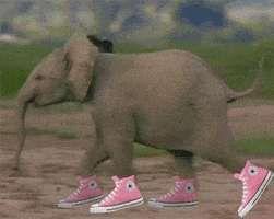 Video gif. Altered video features a cute baby elephant wearing pink Converse shoes as she sprints on a sped-up loop.