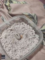 Owner's Delight as Baby Gecko Wriggles Out of Egg