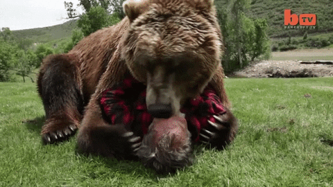 Bear Hug Gifs Get The Best Gif On Giphy Obama Bear Hug GIFs Find