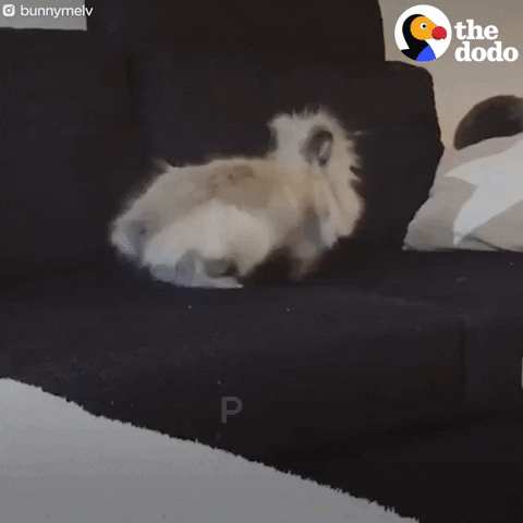 bunny rabbit GIF by The Dodo